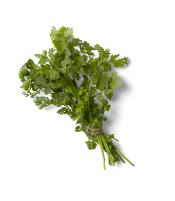a close-up of a plant