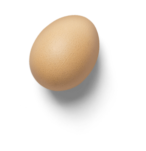 egg